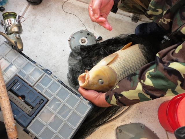 delta rosu 2011 - dsc00885.JPG